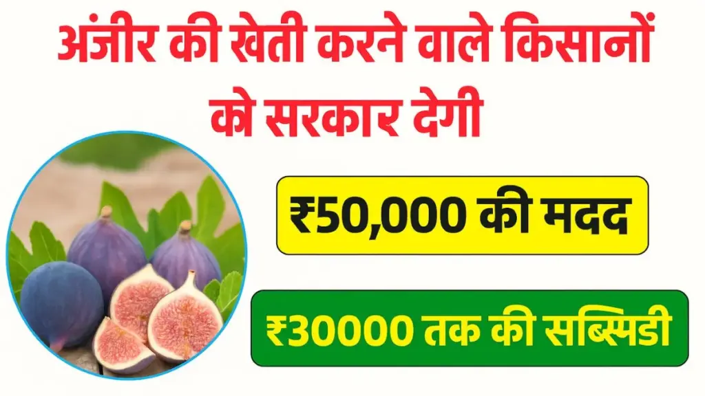 Bihar Anjeer Vikas Yojana